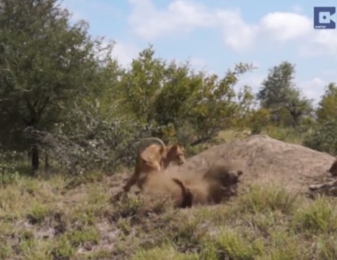lions-vs-warthogs02